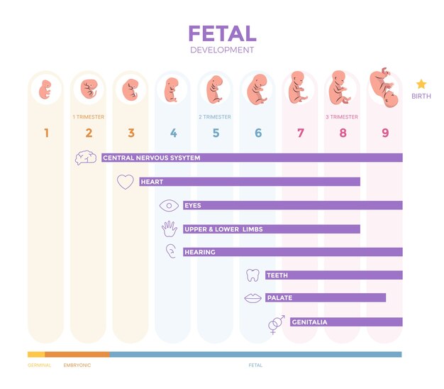Infografía de desarrollo fetal dibujada a mano.
