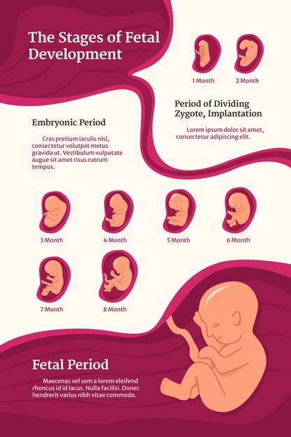 Infografía de desarrollo fetal dibujada a mano.
