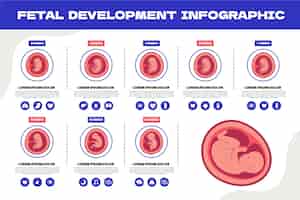 Vector gratuito infografía de desarrollo fetal dibujada a mano.