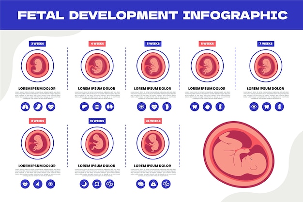 Infografía de desarrollo fetal dibujada a mano.