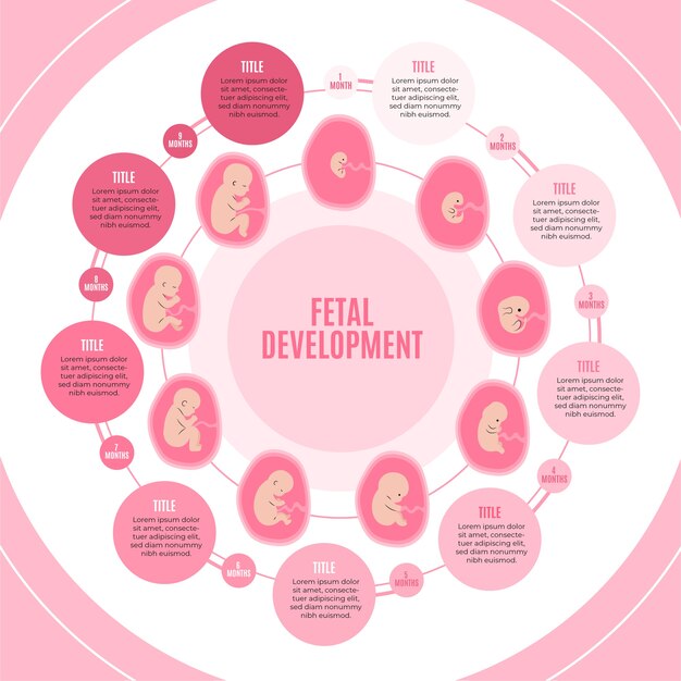 Infografía de desarrollo fetal dibujada a mano.