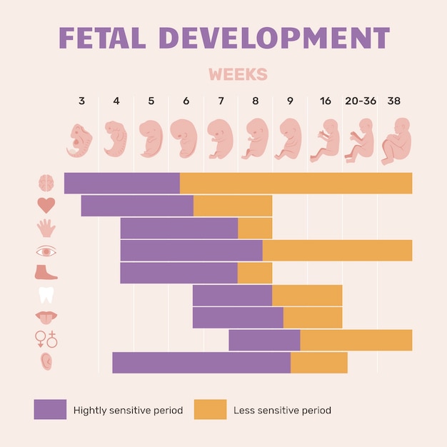 Infografía de desarrollo fetal dibujada a mano.