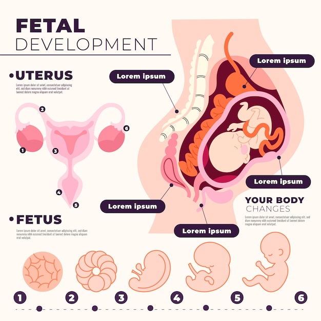 Infografía de desarrollo fetal dibujada a mano.