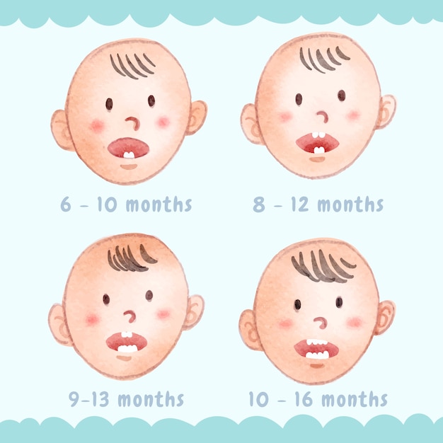 Vector gratuito infografía de dientes de leche en acuarela