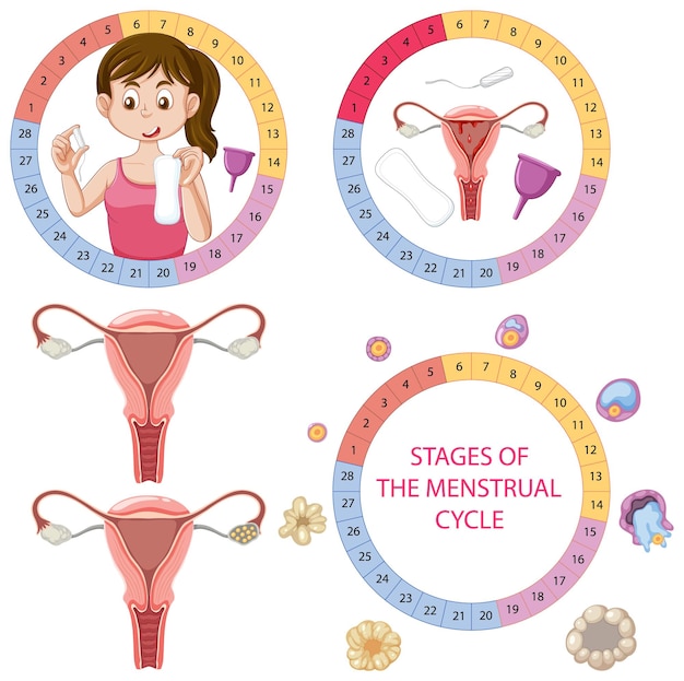 Infografía de etapas del ciclo menstrual