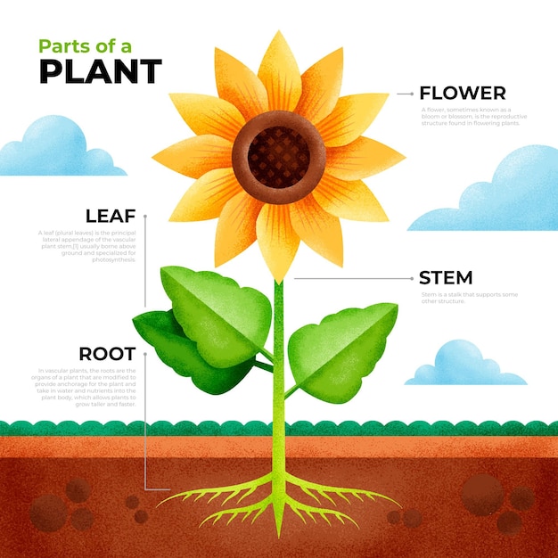 Vector gratuito infografía geométrica de partes de plantas.