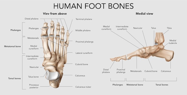 Infografía de huesos del pie humano