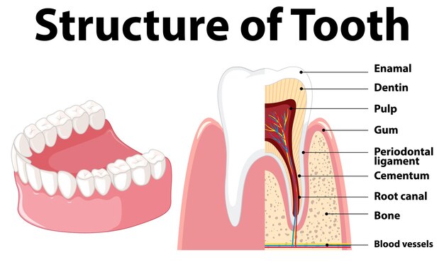 Vector gratuito infografía de humanos en la estructura del diente.