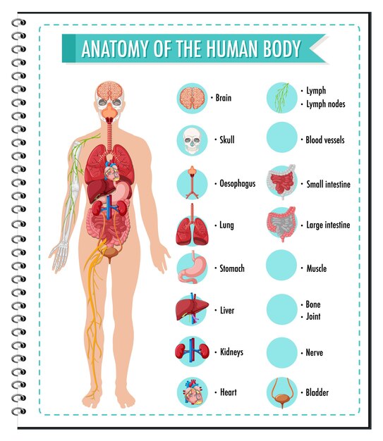 Infografía de información de anatomía del cuerpo humano