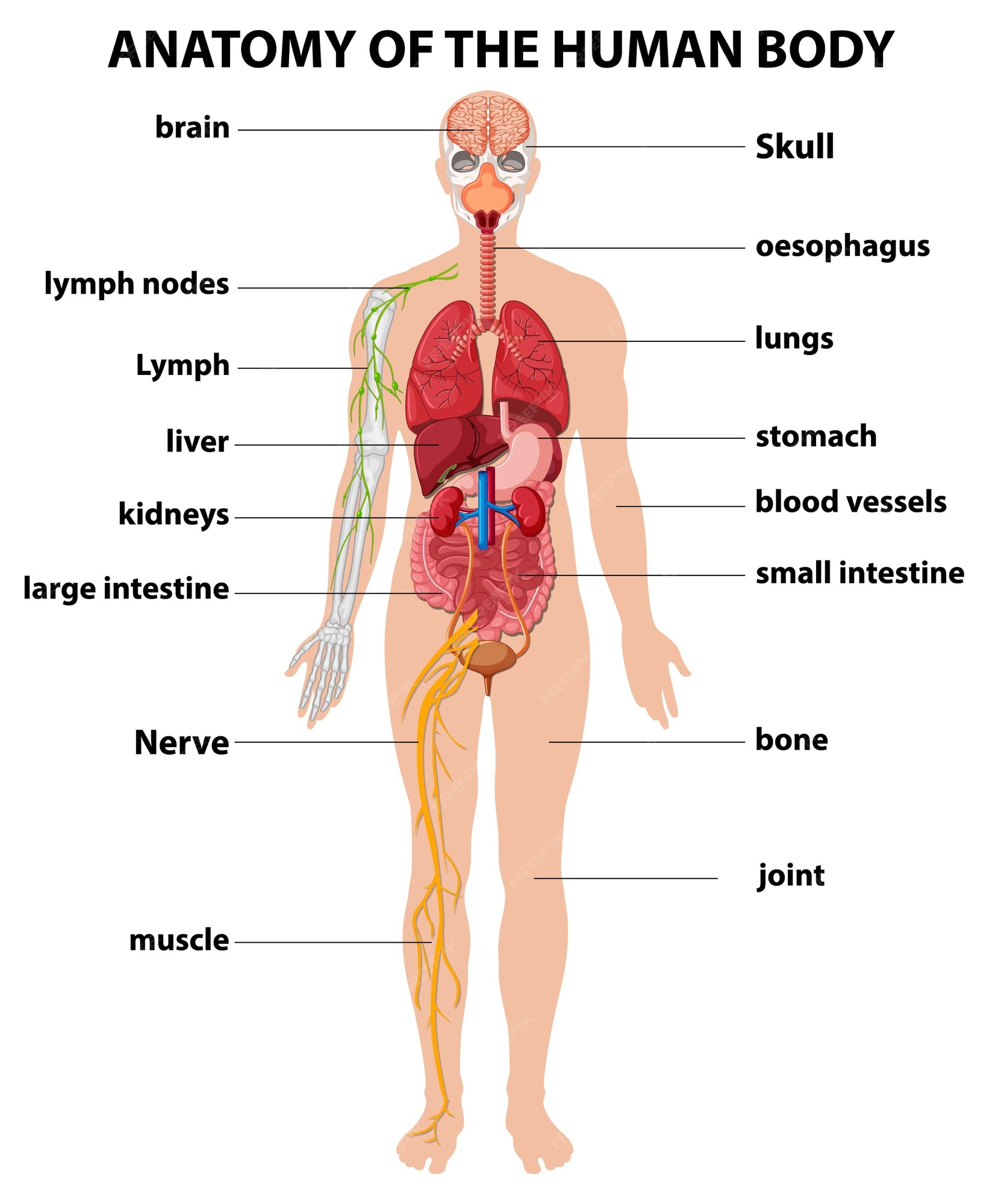 Desviarse Parpadeo Disponible Infografía de información de anatomía del cuerpo humano | Vector Gratis