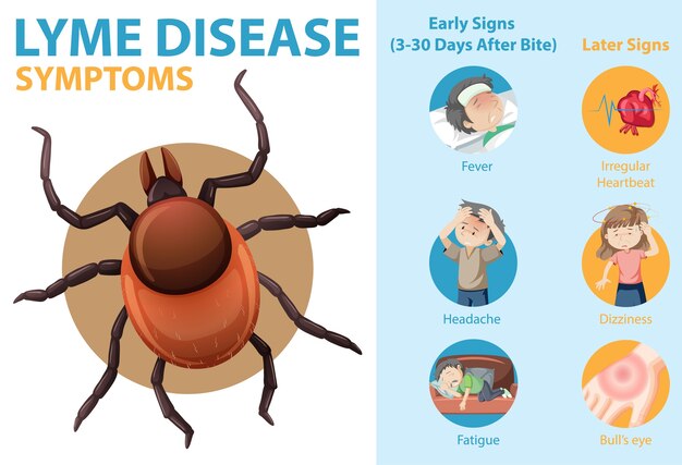 Infografía de información de síntomas de la enfermedad de Lyme