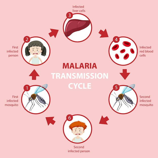 Infografía de información sobre síntomas y ciclo de transmisión de la malaria