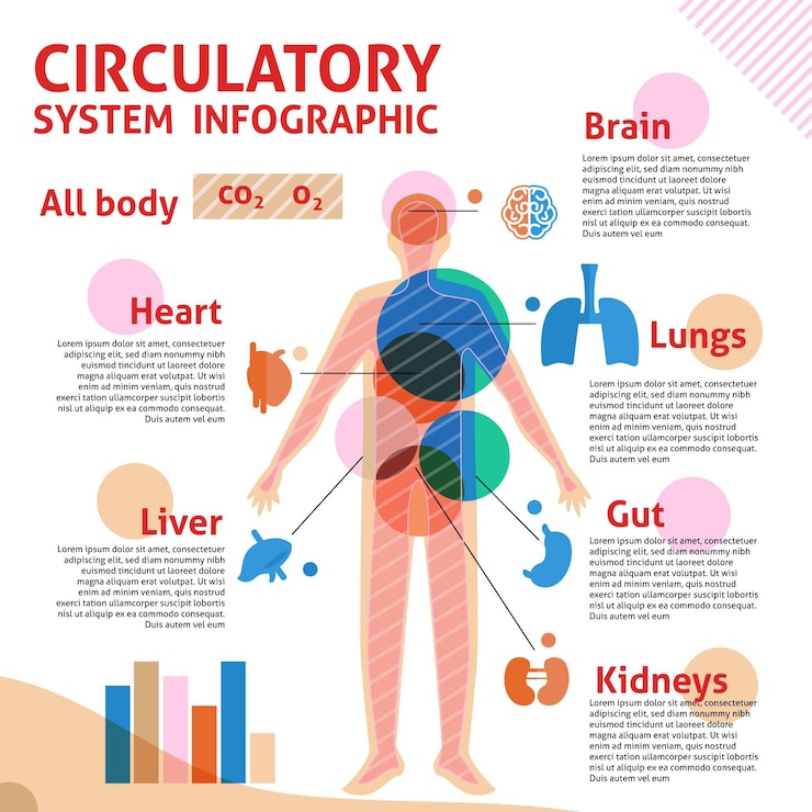 Vector gratuito infografía lineal del sistema circulatorio.