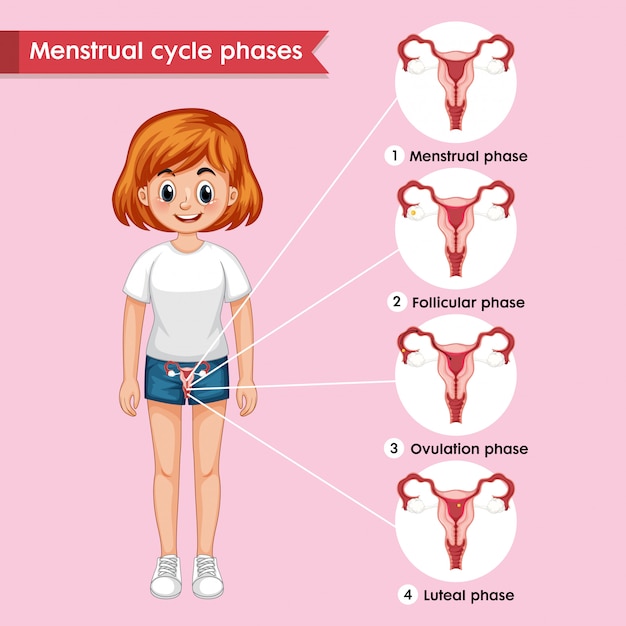 Infografía médica científica del ciclo menstrual.