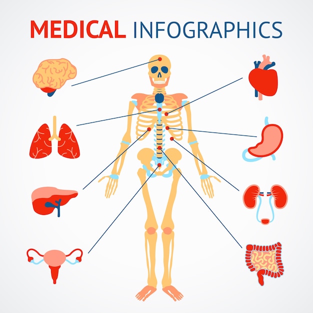 Vector gratuito infografía médica conjunto de esqueleto humano y órganos internos ilustración vectorial