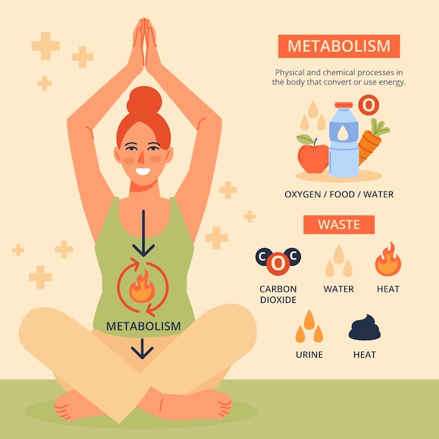 Infografía de metabolismo dibujada a mano