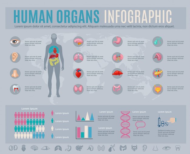 Infografía de órganos humanos con símbolos y tablas de partes internas del cuerpo