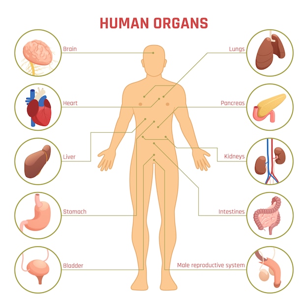 Vector gratuito infografía de órganos humanos