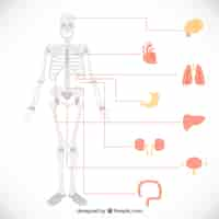 Vector gratuito infografía de órganos humanos