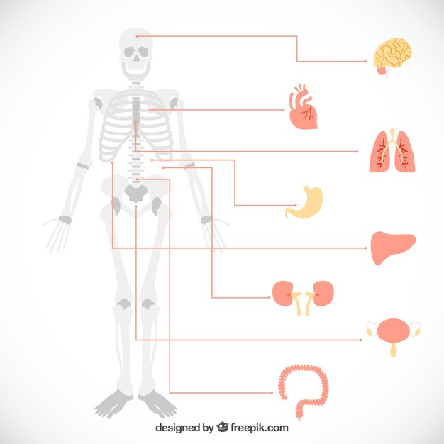 Infografía de órganos humanos