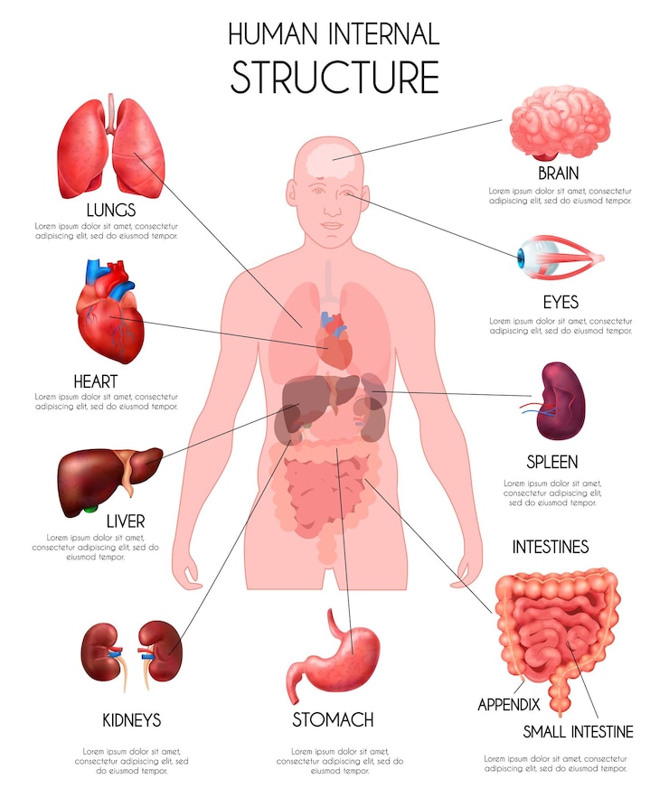 Vector gratuito infografía de órganos internos humanos realistas fondo blanco con pulmones oído hígado riñones cerebro ojos bazo intestinos descripciones ilustración vectorial