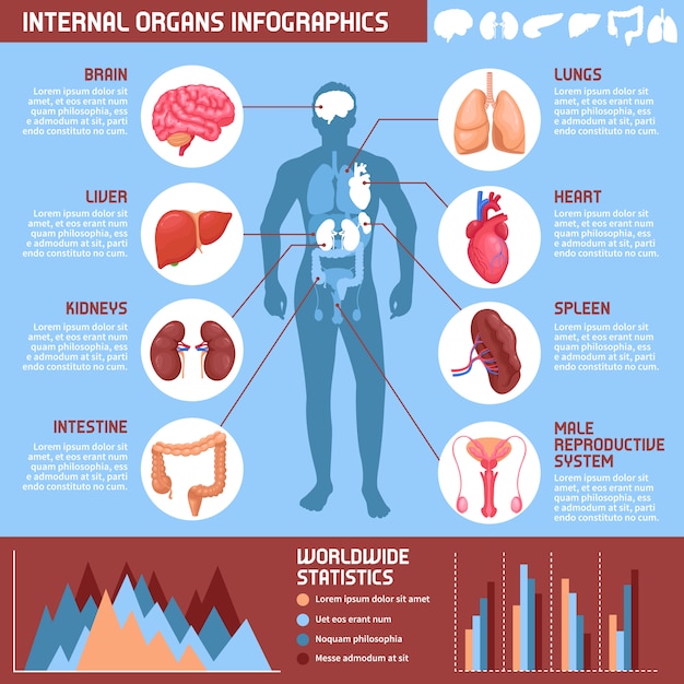 Vector gratuito infografía de órganos internos humanos