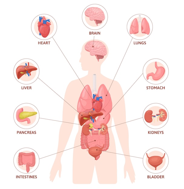 Infografía plana de órganos humanos con silueta de cuerpo con iconos de círculo de órganos internos coloreados e ilustración de vector de texto