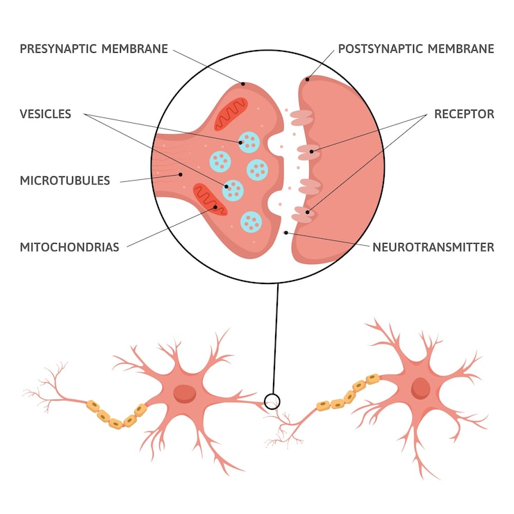 Vector gratuito infografía plana de sinapsis cerebral de neurociencia con esquema de diagrama de células neuronales con subtítulos de texto y punteros ilustración vectorial