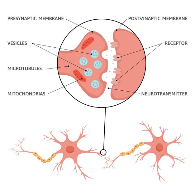 Infografía plana de sinapsis cerebral de neurociencia con esquema de diagrama de células neuronales con subtítulos de texto y punteros ilustración vectorial