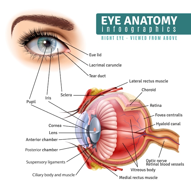 Infografía realista de anatomía del ojo