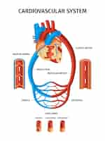 Vector gratuito infografía realista del corazón de los vasos sanguíneos