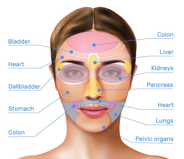 Infografía realista de reflexología de mapeo facial con zonas de masaje marcadas en la cara femenina y nombres de órganos internos ilustración vectorial