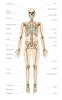 Vector gratuito infografía realista del sistema esquelético humano