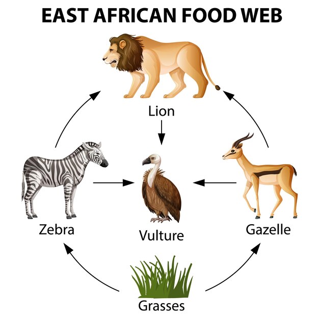 Infografía de la red alimentaria de África Oriental