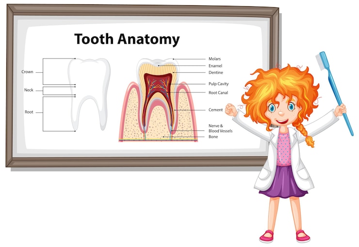 Vector gratuito infografía del ser humano en la anatomía dental de la ciencia dental.