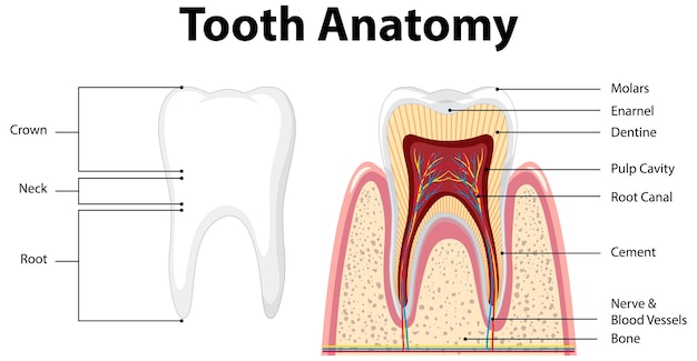 Vector gratuito infografía del ser humano en la anatomía dental de la ciencia dental.