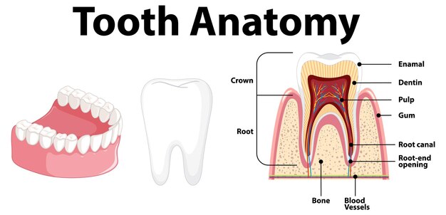 Infografía del ser humano en la anatomía dental de la ciencia dental.