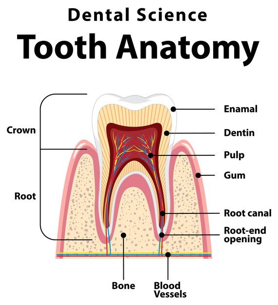 Infografía del ser humano en la anatomía dental de la ciencia dental.