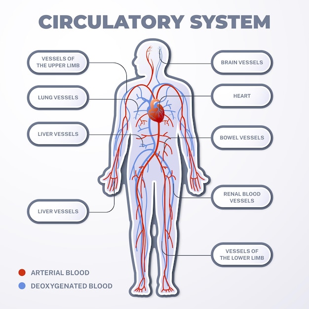 Infografía del sistema circulatorio degradado