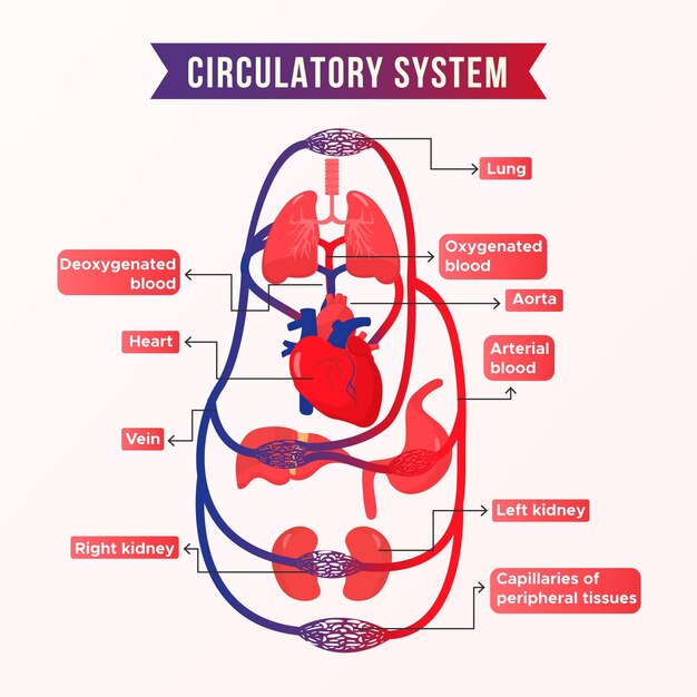 Infografía del sistema circulatorio degradado