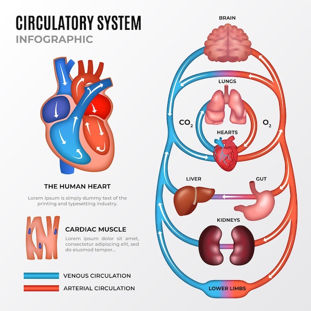 Vector gratuito infografía del sistema circulatorio degradado