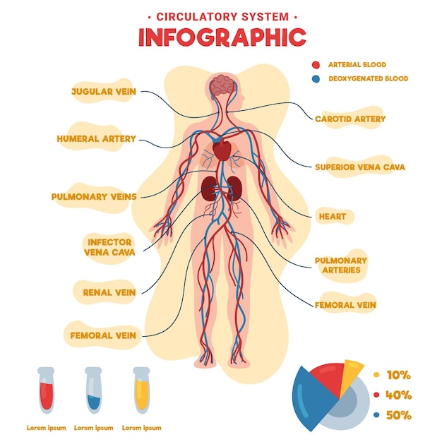 Infografía del sistema circulatorio dibujado a mano