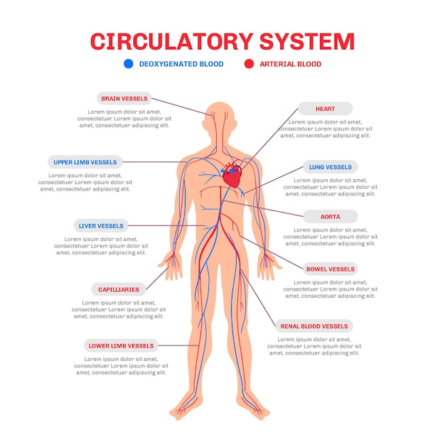 Infografía del sistema circulatorio dibujado a mano