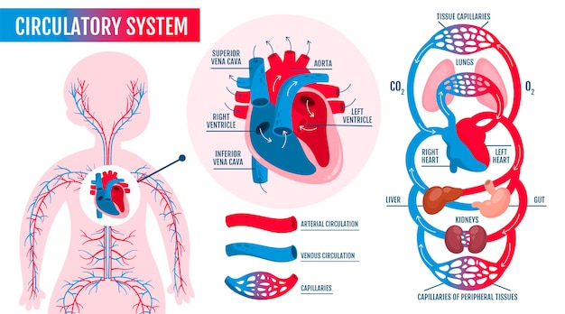 Infografía del sistema circulatorio dibujado a mano