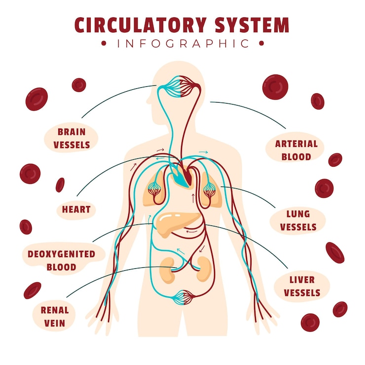 Vector gratuito infografía del sistema circulatorio dibujado