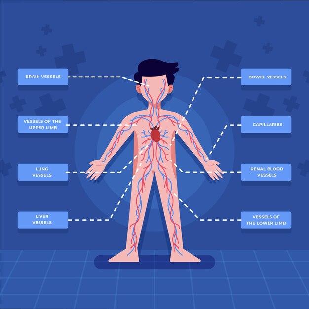 Infografía del sistema circulatorio en diseño plano.