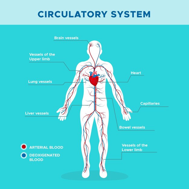 Infografía del sistema circulatorio en diseño plano.