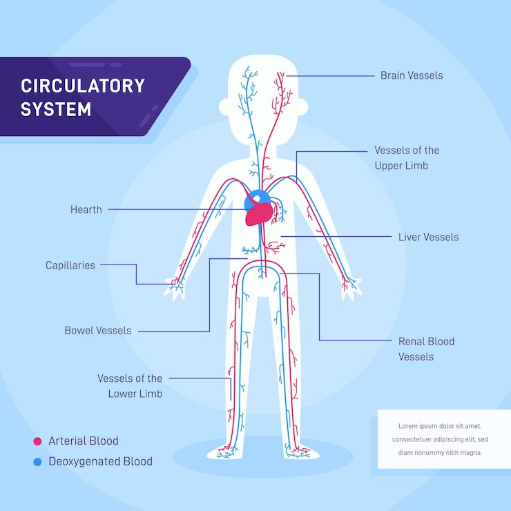 Vector gratuito infografía del sistema circulatorio en diseño plano.