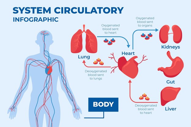 Infografía del sistema circulatorio de diseño plano