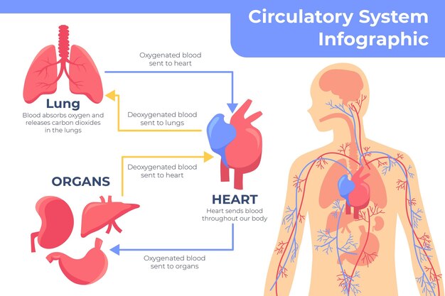 Infografía del sistema circulatorio de diseño plano